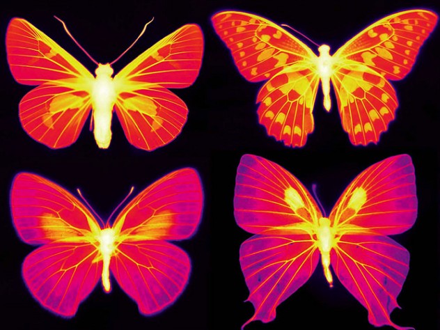 Six butterflies shown in infrared wavelengths of purple and pink colors
