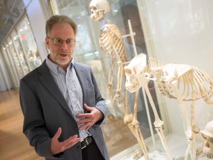 In his new book, <i>The Story of the Human Body,</i> Lerner professor of biological sciences Daniel Lieberman—shown with skeletons of a human being, an Eastern gorilla, and a chimpanzee at the Harvard Museum of Natural History—discusses major evolutionary developments and the relevance of our evolutionary heritage in relation to our problems today.