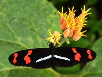 An image of a Heliconius Telesiphe butterfly