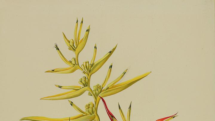 Margaret Mee painting of Heliconia