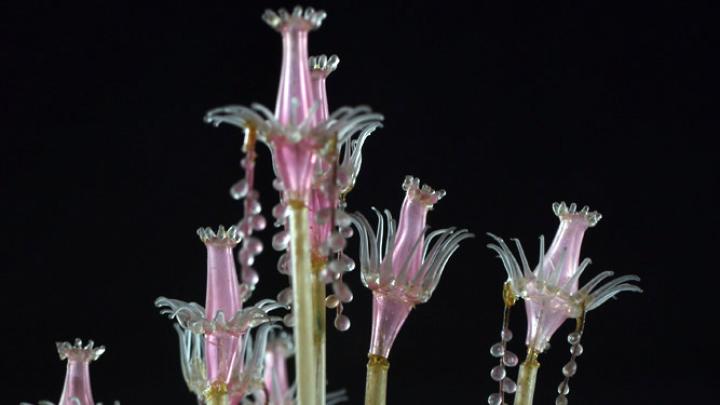 A new permanent exhibit at the Harvard Museum of Natural History showcases more than 50 glass models of marine invertebrates from the collections of the Museum of Comparative Zoology—models crafted by Leopold and Rudolf Blaschka, creators of the famous Glass Flowers. This model is <i>Tubularia indivisa</i>, or oaten pipes hydroid. (MCZ SC119)