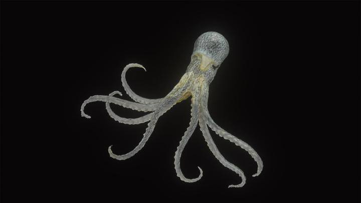 An image of a 13-centimeter glass model of Octopus fontanianus, found in the South Pacific.