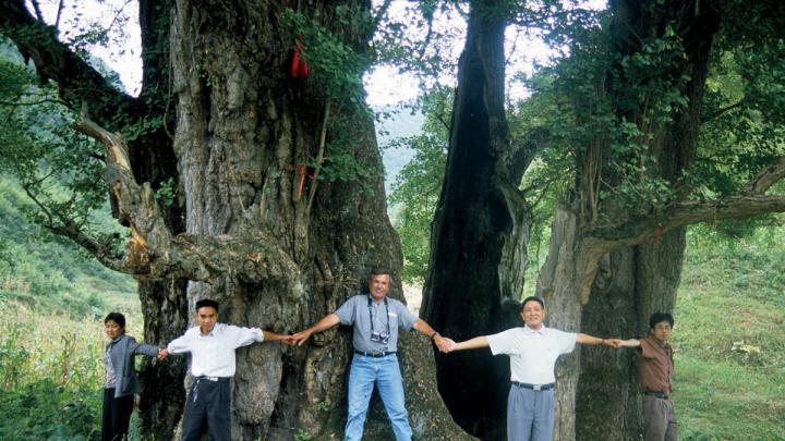 Del Tredici helps circle the male Li Jia Wan Ginkgo, in Guizhou: at 51 feet in circumference, the largest natural specimen known.